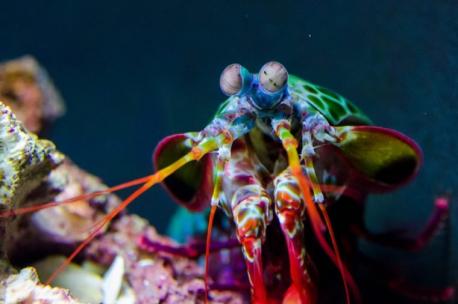 Peacock mantis shrimp - This wildly colored crustacean has a green-red-blue-orange shell and spots on its front legs. According to the National Aquarium in Baltimore, 