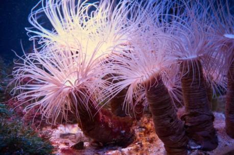 Tube anemone - With its 12-inch-long tentacles that it uses to capture prey, the exquisitely (and variously) colored anemone is beautiful. They are found in the shallows of coral reefs, and may resemble pale pink flowers or glowing green pompons. Unfortunately, they are favored by aquarists, who support an industry that removes them from their natural habitats. Have you ever seen a tube anemone?