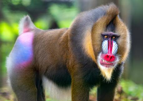 Mandrill - This shy, boldly colored mammal is extremely rare and the largest of all monkeys. It is now threatened due to hunting and habitat loss across equatorial Africa. According to National Geographic, the blue-and-red face and powder-puff rump becomes even more brightly hued when the animal becomes excited. Have you heard of this unusual monkey?