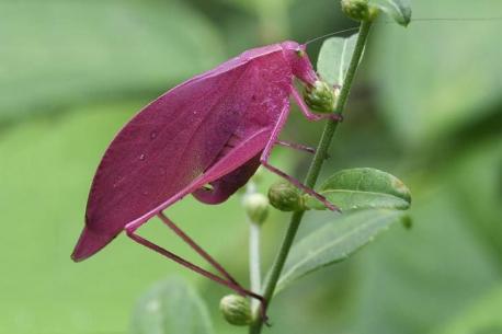 Pink katydid - This rare pink katydid is actually more closely related to a cricket than a grasshopper. It is sometimes referred to as a long-horned grasshopper, according to the University of North Carolina at Charlotte. Only one in 500 katydids morph pink, due to a pigmentation condition related to albinism known as erythrism. Scientists speculate that their coloring gives them camouflage among forest flowers. Have you seen this unusual creature?