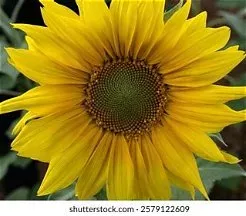 Our travel guide is ready to take us to the next stop, only a few blocks away, which is a roadside with thousands more to see. These are much larger, stretching toward the horizon. Step closer and we will notice that what appears to be one large flower is actually made up of hundreds of tiny florets working together. Were you aware that a sunflower isn't just one flower but is made up of hundreds of tiny florets?