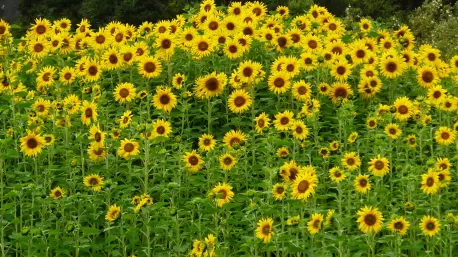 From parks and gardens to city landscapes, sunflowers are admired for more than their beauty. Their petals are the colorful, outer ray of the sunflower head -- edible, containing antioxidants, and have been used in cooking, skincare products, and crafts. I am not encouraging any tasting of petals today as I want everyone to enjoy a pleasant trip back home. Were you aware of some of the uses for sunflower petals?