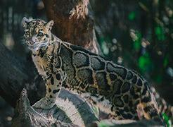 Which of these clouded leopard facts are you familiar with?