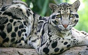 Which of these clouded leopard traits have you heard about?