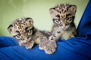 Which of these clouded leopard facts do you know?