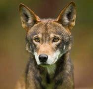 Which of these Red Wolf characteristics are you aware of?