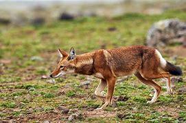 Which of these Ethiopian Wolf traits do you know?