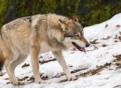 Which of these Eurasian wolf characteristics are you familiar with?