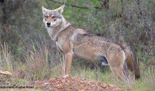 Which of these Indian wolf facts are you aware of?