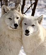 Which of these Artic wolf facts have you heard about?