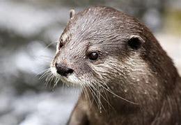 Hairy-nosed otters are one of the rarest otter species on Earth. This solitary mammal is found in Southeast Asia, in countries like Cambodia, Malaysia, Thailand, Laos, and Indonesia. The tip of the otter's snout is covered in short hairs, giving the animal its comical name. They have short brown fur that is lighter on the animal's belly. Another telling feature of this species is their white chins and beards. A hairy-nosed otter usually weighs 12-18 pounds and is 23-32 inches long. They are thought to live for up to 10 years in the wild. These otters set up their homes in coastal areas or by large inland rivers. They are active during the day when they hunt for fish, crustaceans, mollusks, and water snakes. Their webbed paws are perfect for their semi-aquatic lifestyle. They have sharp claws that help them catch, kill, and tear up their prey. Were you aware of hairy-nosed otters?