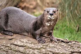 Spotted-necked otters get their name from the brown and white spots on their chins and underside. The rest of their slender body is covered in a reddish brown or light brown fur. They are native to central Africa. These curious little mammals are abundant at Lake Victoria and Lake Tanganyika, as well as some wet areas of sub-Saharan Africa. They aren't fussy when choosing between lakes, rivers, streams, or swamps, but they are heavily aquatic and spend nearly all of their time in the water. Female spotted-necked otters are shorter than males and have lighter colored fur. They are 34-42 inches long and weigh up to 13 pounds. They hunt for fish and other aquatic animals during the day and sleep at night. Have you heard about spotted-neck otters before?