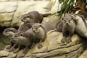 The smooth-coated otter gets its name from the short, smooth pelage that covers its sleek body. In fact, they have two layers of fur. The first is called a guard fur and keeps their second layer of fur, that is underneath, dry when they are in the water. This way, smooth-coated otters can stay warm when they are swimming and hunting. They have chocolate-brown fur on their top side, and very pale brown fur on their underside. Their tails are thick, long, and muscular. They are found in southern and southeast Asia, India, China, and Iraq where they live in rice-paddies, mangroves, rivers, swamps, lakes, and wetlands alike. Smooth-coated otters form monogamous pairs that mate and rear their young together in small shelters or burrows near the water. Otter mothers breastfeed their young alone, and their father plays a role in bringing the family food once the pups have been weaned. Are you familiar with smooth-coated otters?