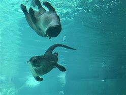 North American river otters have dark brown fur on their bodies that fades to almost white around their mouths and chins. They can weigh anywhere between 11 to 30 pounds and are about 22-32 inches long, excluding their tails that reach lengths of 12 to 20 inches. Otter pups are raised by their mothers in a den near the water's edge. This species of otter is semi-aquatic and is equally comfortable swimming or walking on land on all fours. They have specialized nostrils and ears that close when they are in the water, and they can hold their breath for some 8 minutes. They live in estuaries, rivers, lakes, and swamps in Canada, the US, and Mexico. Their thick fur keeps them warm during cold winters and acts as an insulator when the animal is in the water. Were you aware of North American river otters?