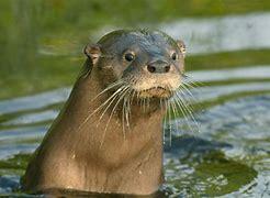 Southern river otters are found in southern South America in Chile and Argentina. They have brown fur on their upper bodies, and a lighter, cinnamon colored fur on their undersides. Despite their name, these otters actually inhabit both marine and freshwater habitats. But they do prefer rivers and lakes that are surrounded by thick vegetation that they can use to build their dens and hide in when a predator is in sight. Southern river otters are piscivores, meaning they feed mainly on fish. They also hunt mollusks, crustaceans and occasionally even birds! They are nocturnal animals and rely on their keen senses to hunt at night. Are you aware of Southern river otters?