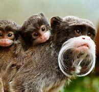 Which of these Emperor tamarin characteristics have you heard about?