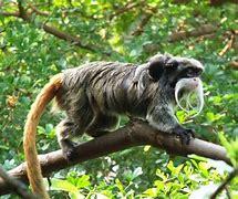Which of these Emperor Tamarin traits are you familiar with?