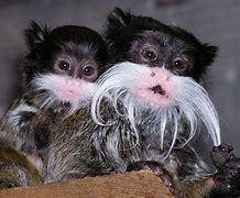 Which of these Emperor tamarin facts are you aware of?