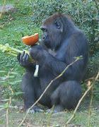 Cross River Gorillas live in highlands on the border of Cameroon and Nigeria in small, scattered groups that rarely, if ever, interact with one another. This has led to inbreeding. This results in a loss of genetic diversity, a weaker gene pool and also negatively impacts the already small population of remaining Cross River Gorillas. Are you concerned about the future viability of these rare gorillas?