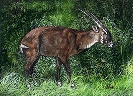 Of all the animals on this list, none are as mysterious as the Saola, which has been aptly dubbed the