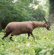 Most of the information known about the Saola comes from William G. Robichaud, who managed to keep a female Saola in captivity for about 15 days before she died of unknown causes. According to Robichaud's observations, the Saola was not afraid of humans, only dogs. All other efforts at a captive breeding program have failed. Are you concerned about the future of Saola?