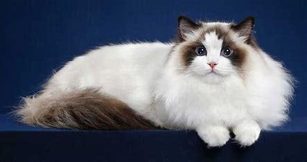 Large and lovable, Ragdoll cats are gentle giants that make excellent family pets, especially for those with children. Ragdoll cats love to be held, their name derived from their habit of going limp in your arms upon being picked up. Are you familiar with Ragdoll cats?