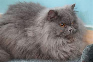 Famous for their luscious coats, Persian cats have been lap cats, snuggling up beside their humans for hundreds of years. Persians are curious, sweet cats who love to socialize, even with your family dog. Have you ever owned a Persian cat?