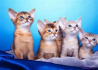 Abyssinian cats are known for being as smart as they are curious, making them highly social and extremely playful. They are loyal companions who enjoy being around their humans, often following them around the house at all times. Are you familiar with Abyssinian cats?