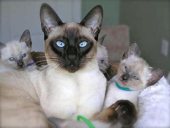 Siamese cats are often referred to as dog-like for their loyal, affectionate personalities and trusting, gentle disposition. They are deeply sensitive, love being snuggled, and prefer to be by their humans' side at all times. Have you ever owned a Siamese cat?