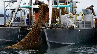 Seaweed farming also has enormous economic potential. It is a fast-growing crop, a new farmer needs a relatively small early investment to start farming, and both health-conscious consumers and large food producers are calling for more. Have you ever eaten a food product made with seaweed?