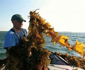 Lobsters have long been a staple of the Maine economy, worth roughly $388 million last year alone. Now lobstermen and women, along with local entrepreneurs, are turning to a new and potentially even more lucrative staple: seaweed. Were you aware that Maine's lobster fishery is declining due to warming ocean water temperatures?