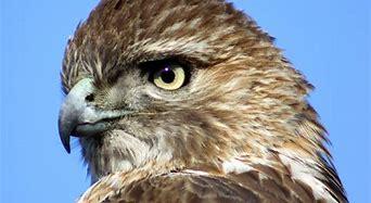 The bird that symbolizes September is the hawk. Many subspecies of hawk exist, and you can choose the one you identify with most. People born in September march to the beat of their own drum. You'll rarely see them following trends or doing something because it's