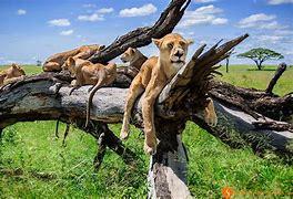 Tanzania's Serengeti National Park is the world-renowned home of The Great Migration. Every year, roughly 2 million wildebeests and hundreds of thousands of zebras and gazelles cross the park in search of food and breeding grounds. Predicting when this momentous event will occur can be tricky, so if you don't have that kind of flexibility, a traditional safari experience is your best bet. You'll have the chance to see Serengeti's incredible landscape, as well as animals like the Big Five – leopards, lions, elephants, buffaloes and rhinoceroses. Would you like to visit Serengeti National Park?