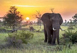 South Africa's iconic Kruger National Park is one of the most tourist-friendly game parks on the continent. Kruger, which features paved roads for increased accessibility, is home to hundreds of animal species, including the Big Five and birds like eagles, storks and vultures. What's more, the national park boasts a variety of excursions and luxury lodges, as well as camping spots and specialty packages for honeymooners and families, meaning travelers with various budgets will be able to find something that suits their needs. If you had the opportunity to visit Kruger National Park, would you?