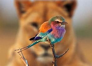 Which of these lilac-breasted roller facts are familiar with?