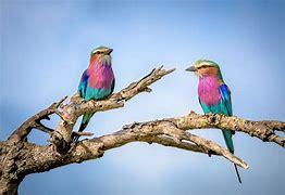 Which of these lilac-breasted roller facts did you know?