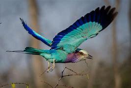 If cost and health concerns were not an issue, would you like to travel to Africa to see lilac-breasted rollers in the wild?