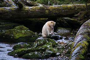 Spirit Bears are rare, white-coated Black Bears (Ursus americanus kermodei) that live in the coastal temperate rainforests of Northwest British Columbia. Their striking color is caused by an uncommon recessive genetic trait. Spirit Bears are not a unique species or subspecies, but a unique coloration of the coastal British Columbian Black Bear. Before today's survey, were you aware of these rare bears?