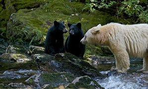 Which of these Spirit Bears characteristics are you aware of?
