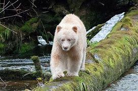 Their unique coloration is caused by a rare variation at the Mc1r gene (melanocortin 1 receptor), which is involved in melanin production, or the pigment responsible for skin, hair and eye color. This is the same gene that controls for red hair in humans and blond coats in Labrador Retrievers. Have you ever seen a Spirit Bear in the wild?