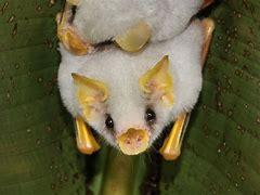Before this survey, which of the following Honduran White Bat facts were you familiar with?