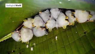The Honduran white bat is one of approximately 22 known species of bats that roost within leaf