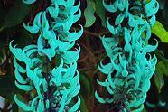 The Jade Vine can be found in the Philippines. As you might be able to guess by looking at it, the jade vine is closely related to many different bean plants. Its beautiful flowers are shaped like claws, making this vine a standout even among unusual flowers. Are you familiar with Jade Vines?