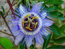 The Blue Passion Flower grows on a vine. Interestingly enough, this passionflower produces fruit, but the fruit's flavor is somewhat bland. Were you aware of Blue Passion Flowers before today's survey?