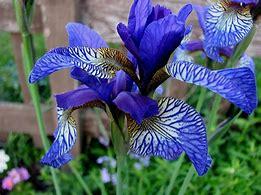 Irises come in many varieties, but the Siberian iris is especially beautiful and delicate. Its thin petals are typically a pale blue-violet. The Siberian iris makes a beautiful sight growing wild in the grasslands of Europe. Have you ever seen Siberian iris?