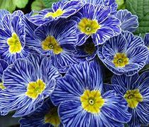 At first glance, the stunning Zebra Blue variety of primrose looks almost artificial. But its blue stripes pop out against its yellow center, making it a uniquely beautiful addition to any garden. Have you ever seen a Zebra Blue?