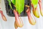 The beautiful Splendid Pitcher Flower is a carnivorous flower that usually grows in mountainous regions in Malaysian Borneo. It is very difficult to grow in captivity. But if you're lucky enough to see one in the wild, you'll probably first notice the bright red, phone-cord-like coil at the mouth of the insect-catching pitcher. Are you familiar with this rare flower?