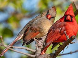 Which of these three types of cardinals are you aware of?