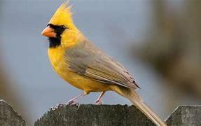 Out of all of the cardinals, this is the most widespread and the most popular. You've probably seen it in art, on holiday cards, you name it. That cherry-red bird is the beloved Northern Cardinal. Which of these Northern Cardinal facts are you familiar with?