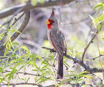Desert Cardinals live almost solely in the desert, and dry shrub-lands. They can be found in mesquite groves, arid canyons, and dry plains, in South Arizona, New Mexico, and Texas (some have also been seen in Mexico). While Northern Cardinals are holly red, Desert Cardinals are a soft, dove gray all over. Their wings, faces, bellies, crests, and tails are accented by a lovely burnt-red color. The last distinguishing characteristic is that, while Northern Cardinals have straight, orange/red beaks, the Desert Cardinal beaks are yellow and curved, much like a parrot's beak. Have you ever seen a Desert Cardinal in the wild?